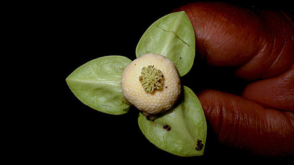 Image of Cymbopetalum brasiliense (Vell.) Benth. ex Baill.