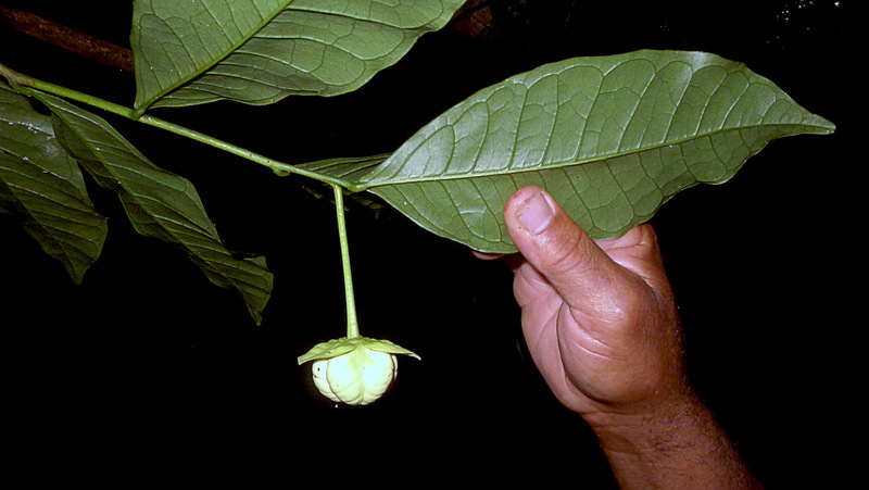 Image of Cymbopetalum brasiliense (Vell.) Benth. ex Baill.