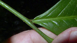 Image of Cymbopetalum brasiliense (Vell.) Benth. ex Baill.