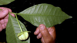 Image of Cymbopetalum brasiliense (Vell.) Benth. ex Baill.