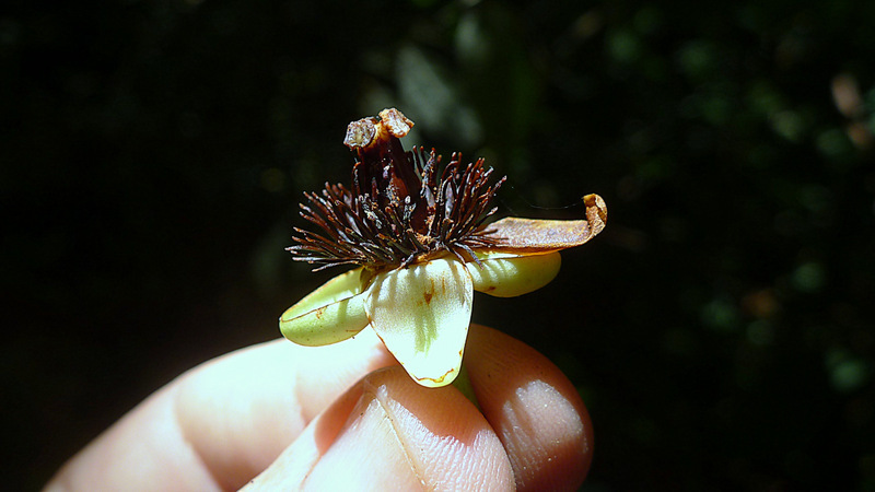 صورة Tovomita choisyana Planch. & Triana