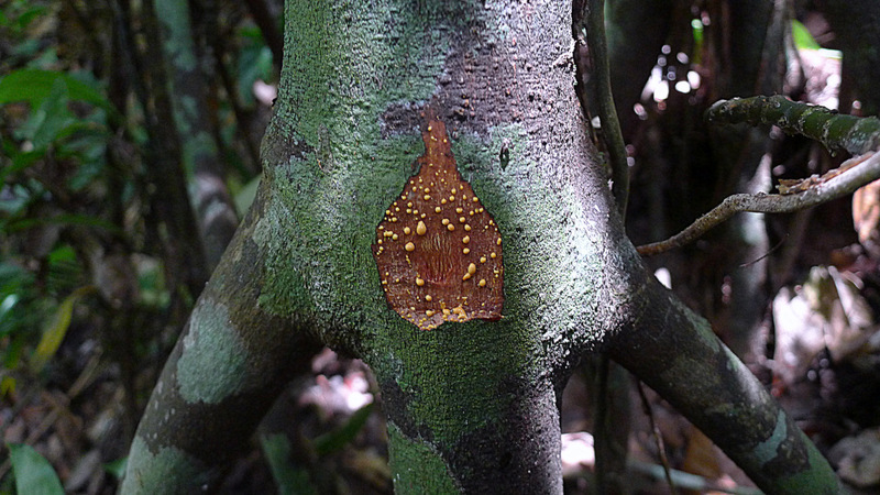 Image of Tovomita choisyana Planch. & Triana