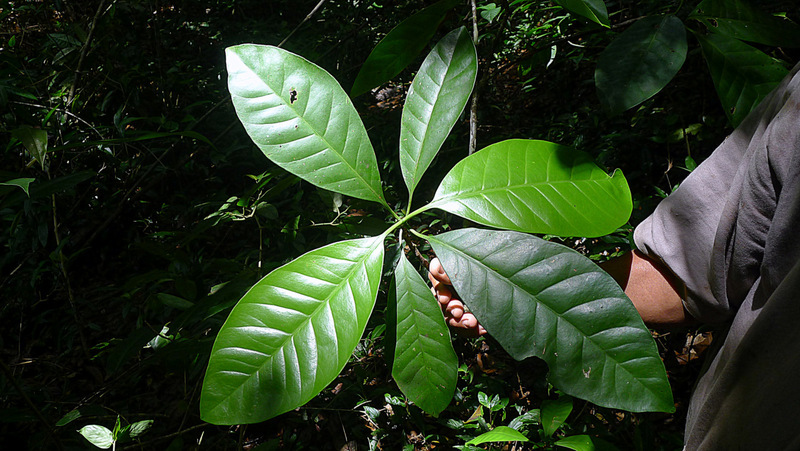 Image of Tovomita choisyana Planch. & Triana