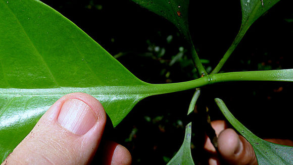 Image of Tovomita choisyana Planch. & Triana