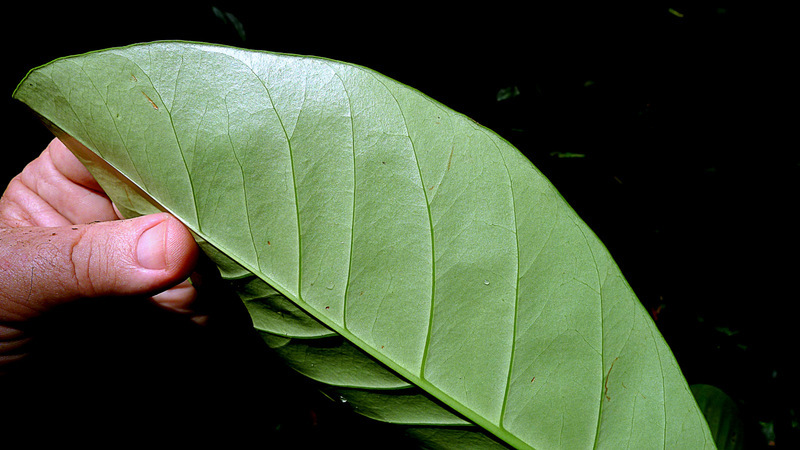 Image of Tovomita choisyana Planch. & Triana