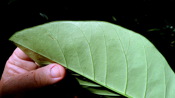 Image of Tovomita choisyana Planch. & Triana