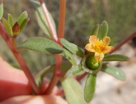 Portulaca umbraticola Kunth resmi