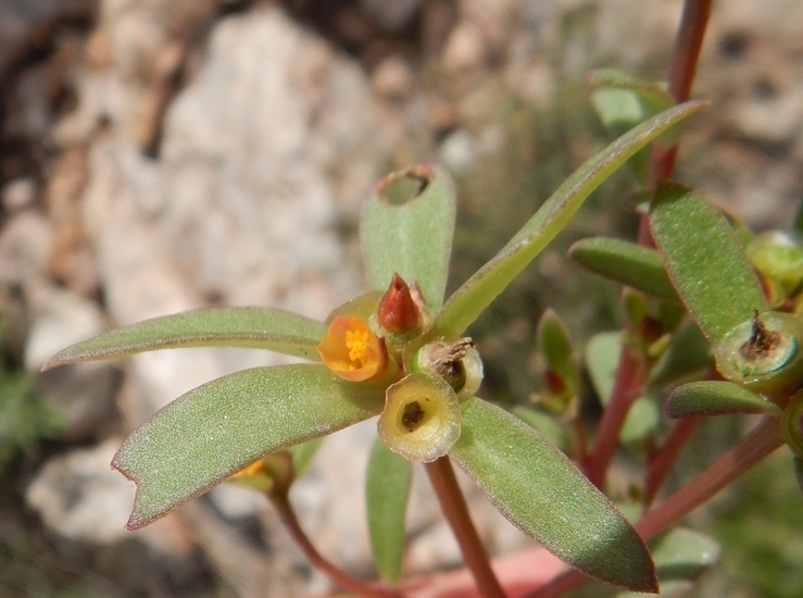 Portulaca umbraticola Kunth resmi