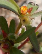 Portulaca umbraticola Kunth resmi