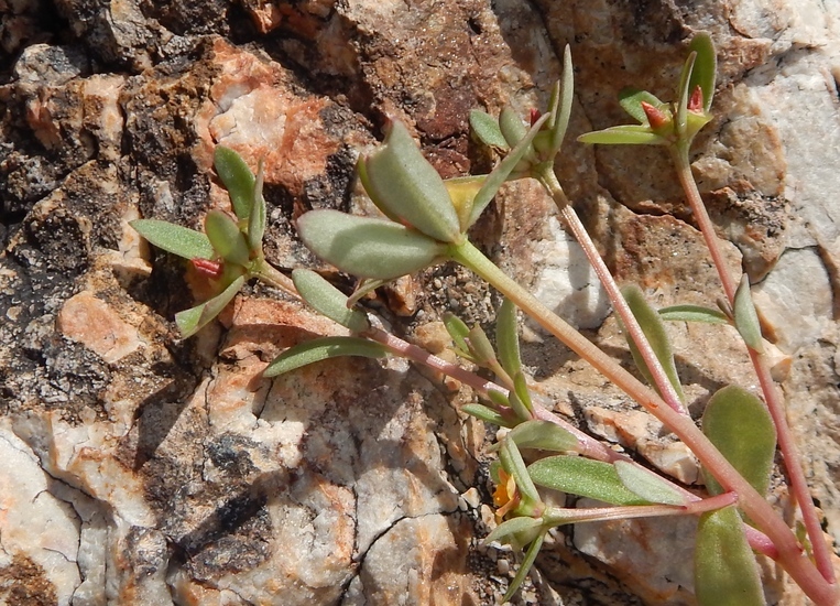 Portulaca umbraticola Kunth resmi