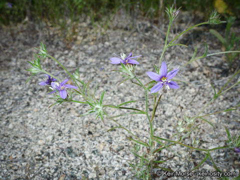 Image of sapphire woollystar