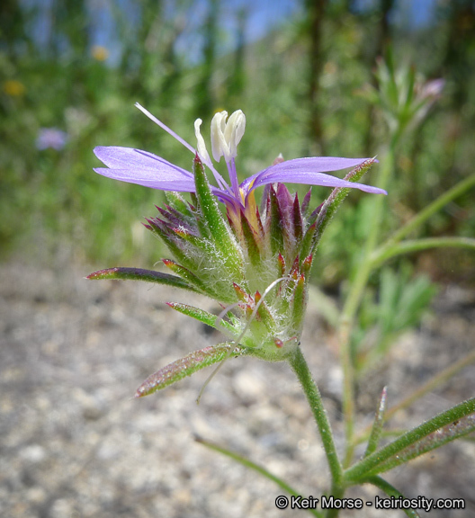 Image of sapphire woollystar