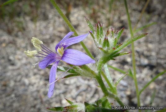 Imagem de Eriastrum sapphirinum (Eastw.) Mason