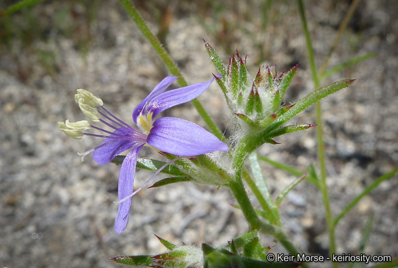 Image of sapphire woollystar