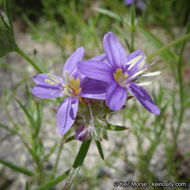 Image of sapphire woollystar