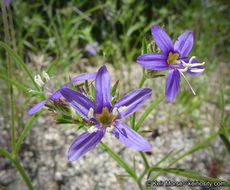 Image of sapphire woollystar