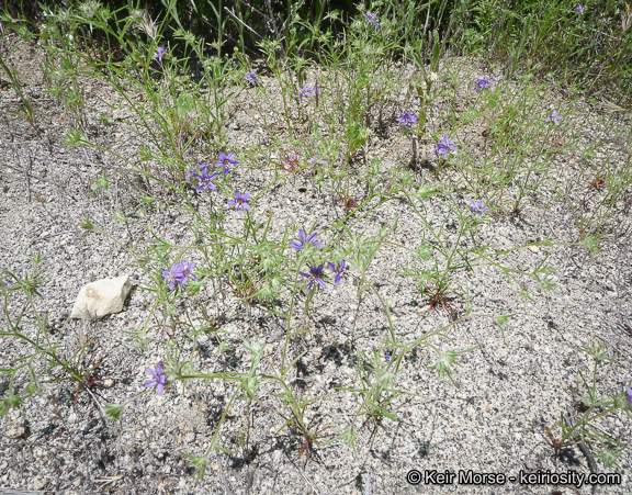 Image of sapphire woollystar