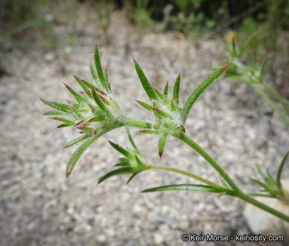 Image de Eriastrum sapphirinum (Eastw.) Mason