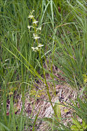 Image of Greater butterfly orchid