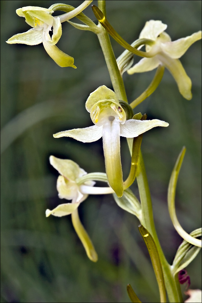 Image of Greater butterfly orchid