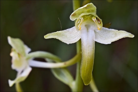 Image of Greater butterfly orchid