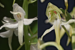 Image of Greater butterfly orchid