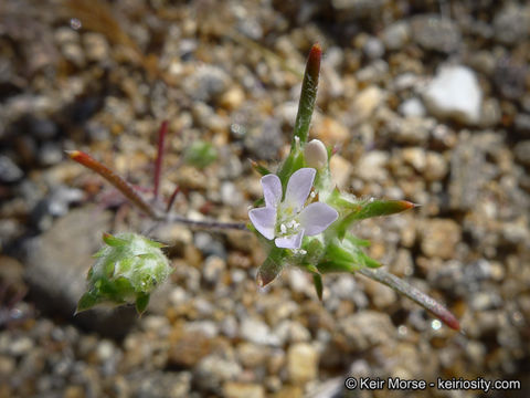 Imagem de Eriastrum diffusum (A. Gray) Mason