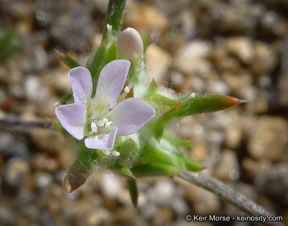 Слика од Eriastrum diffusum (A. Gray) Mason