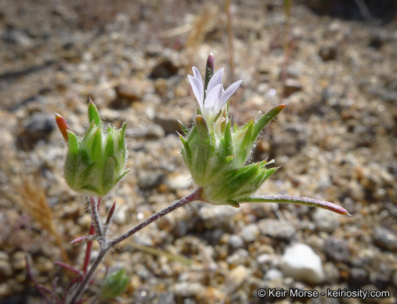 Imagem de Eriastrum diffusum (A. Gray) Mason