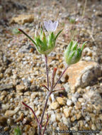 Слика од Eriastrum diffusum (A. Gray) Mason