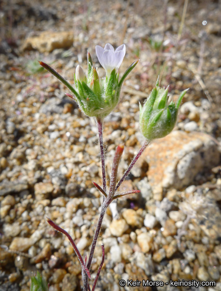 Imagem de Eriastrum diffusum (A. Gray) Mason