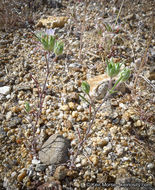 Imagem de Eriastrum diffusum (A. Gray) Mason