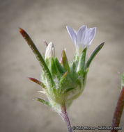 Image de Eriastrum diffusum (A. Gray) Mason