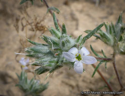 Image of miniature woollystar