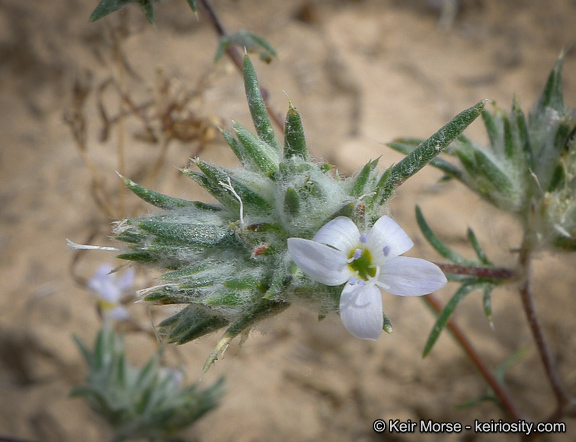 Image of miniature woollystar