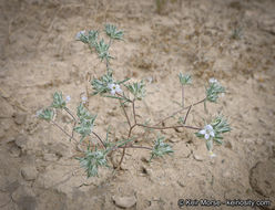 Image de Eriastrum diffusum (A. Gray) Mason