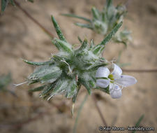 Слика од Eriastrum diffusum (A. Gray) Mason