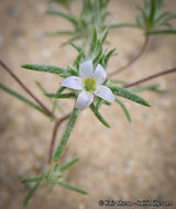 Слика од Eriastrum diffusum (A. Gray) Mason