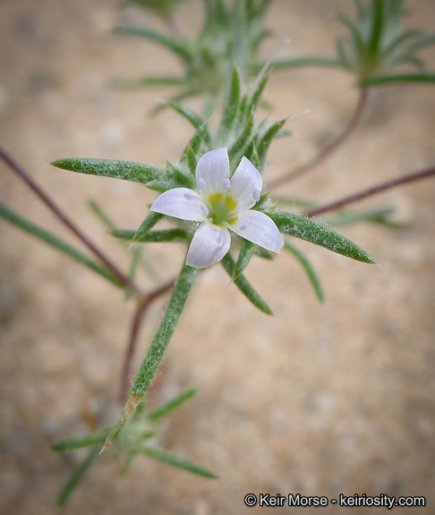 Image of miniature woollystar