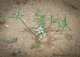 Imagem de Eriastrum diffusum (A. Gray) Mason