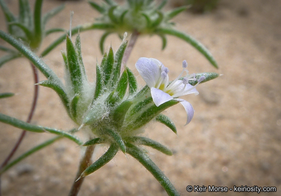 Imagem de Eriastrum diffusum (A. Gray) Mason