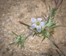 Imagem de Eriastrum diffusum (A. Gray) Mason