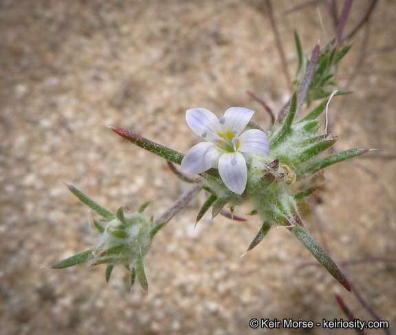 Слика од Eriastrum diffusum (A. Gray) Mason