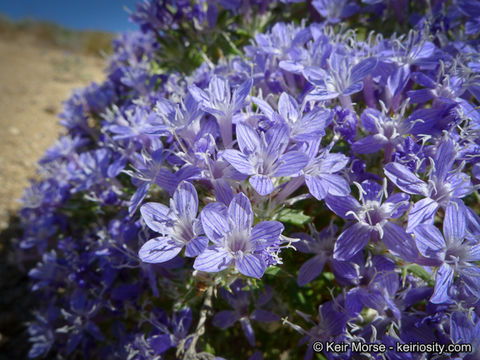 Imagem de Eriastrum densifolium (Benth.) Mason