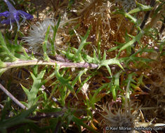 Image of giant woollystar