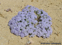 Image of giant woollystar