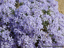 Imagem de Eriastrum densifolium (Benth.) Mason