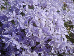 Image de Eriastrum densifolium (Benth.) Mason