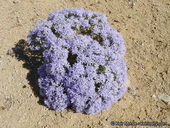 Image of giant woollystar