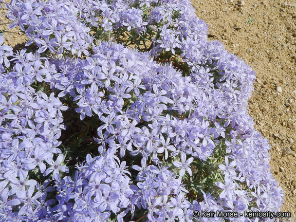 Imagem de Eriastrum densifolium (Benth.) Mason